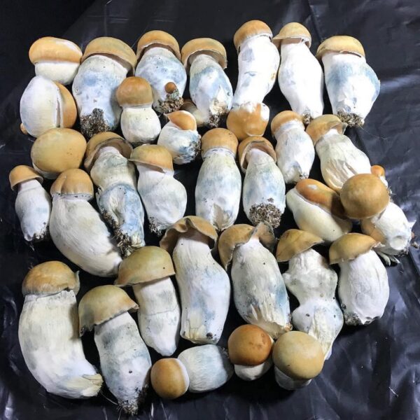 penis envy mushrooms