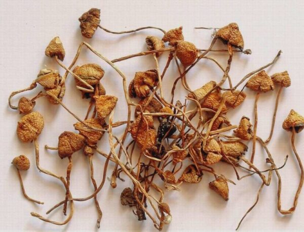 Buy Liberty cap mushrooms online